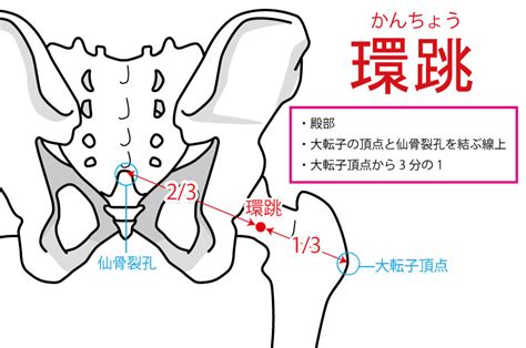 環跳位置|環跳（かんちょう）：腰痛、ヒップアップ、関節痛、。